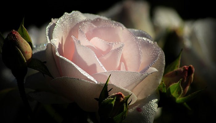 Rosensorten erkennen - So findest du die schönsten Rosen - Blume Ideal