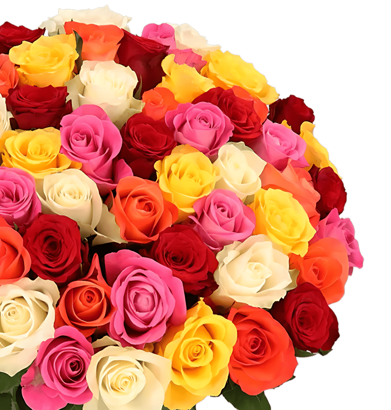 100 Bunte Rosen (2x50 Stück) - Blume Ideal