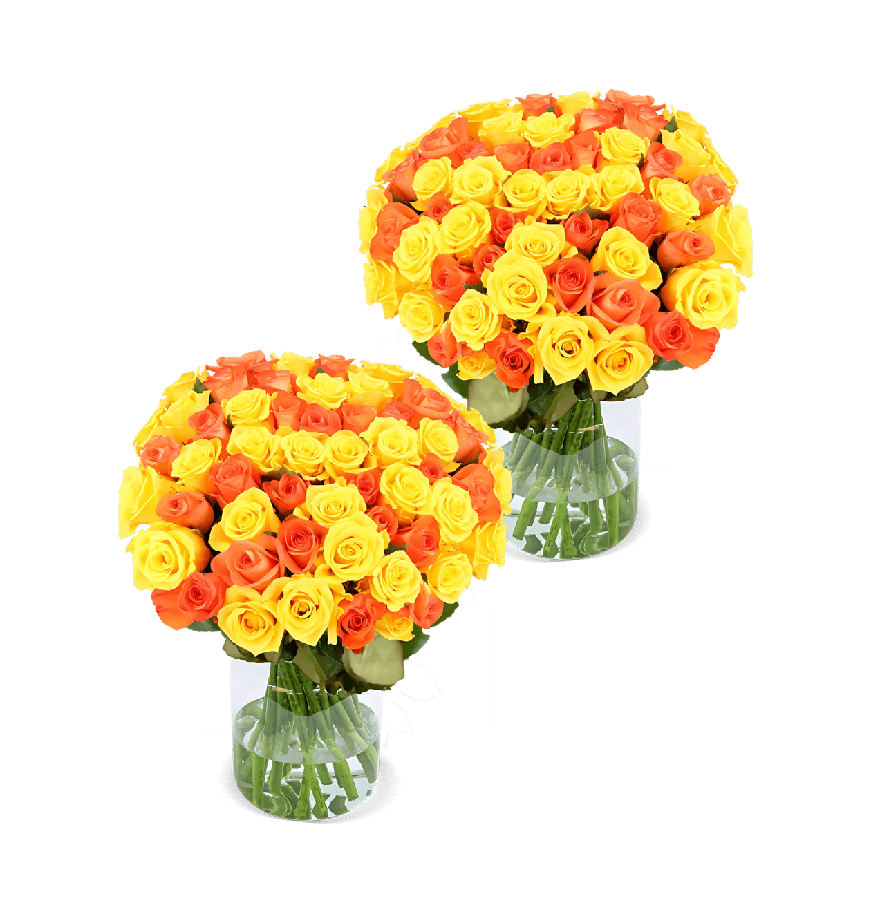 100 gelb orange Rosen (2x50 Stück) - Blume Ideal