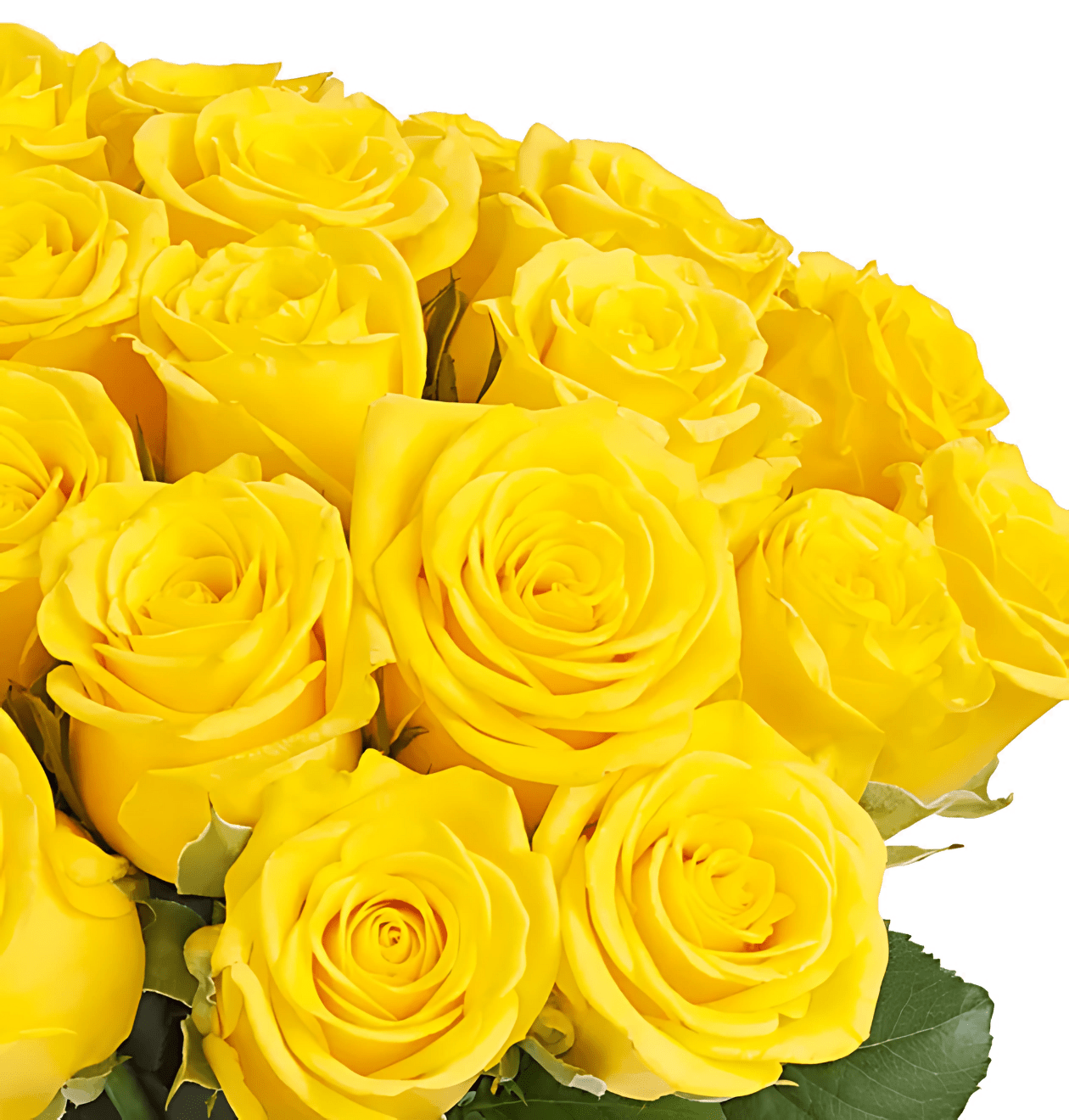 100 Gelbe Rosen (2x50 Stück) - Blume Ideal