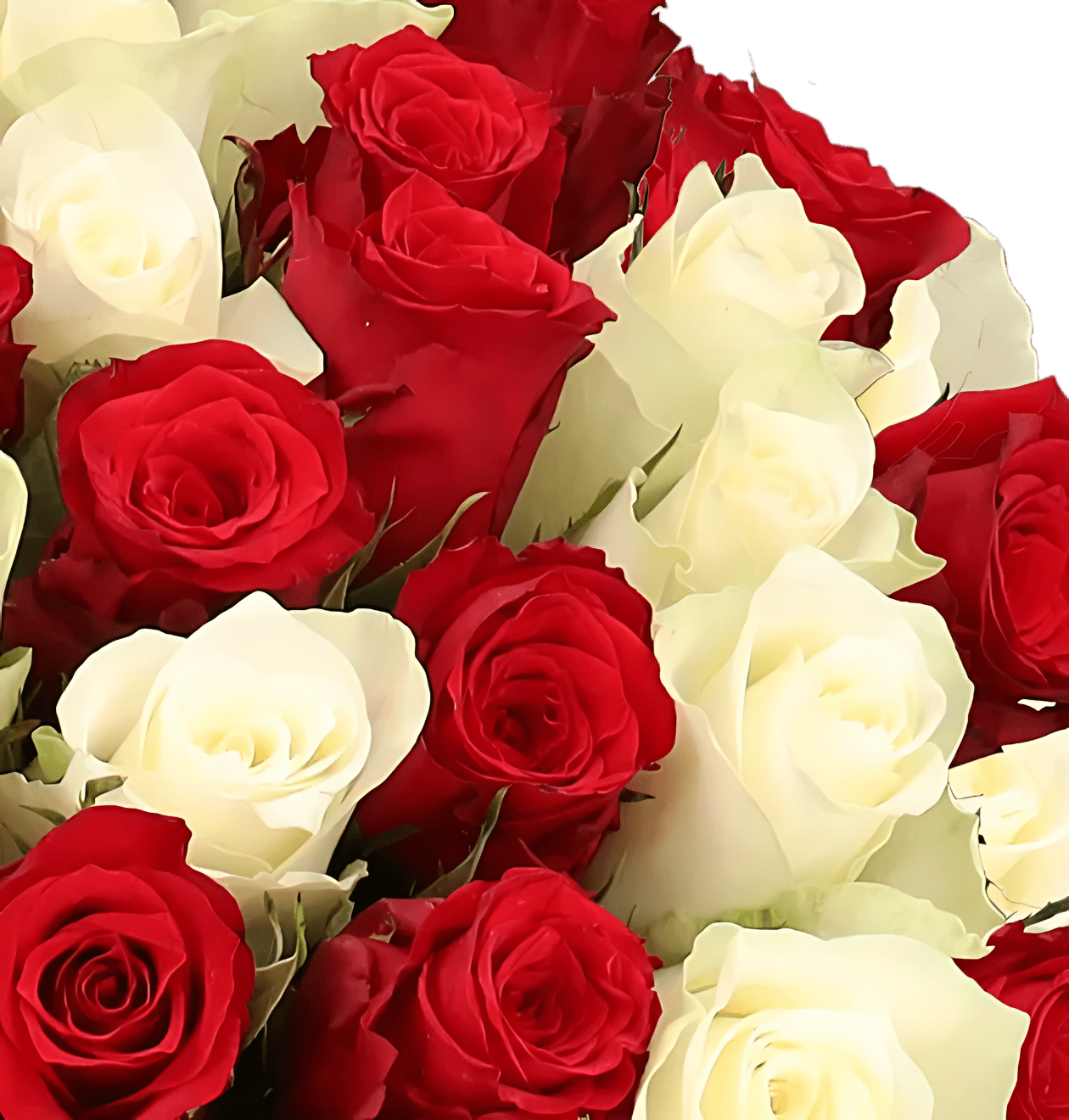 100 rot weiße Rosen (2x50 Stück) - Blume Ideal