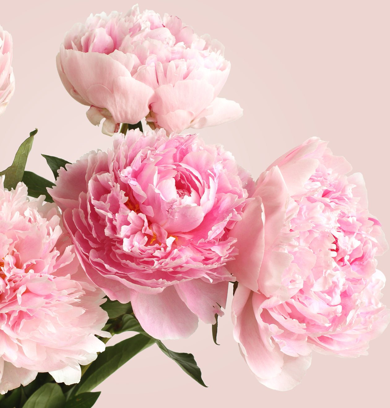 15 gefüllte Pfingstrosen - Blume Ideal