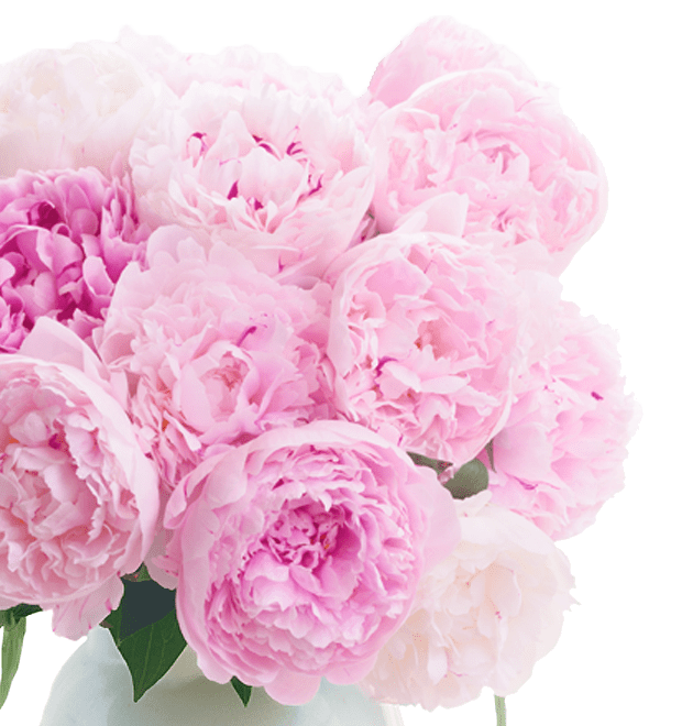 15 gefüllte Pfingstrosen - Blume Ideal