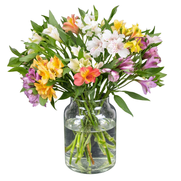 20 Inkalilien mit bis zu 100 Blüten