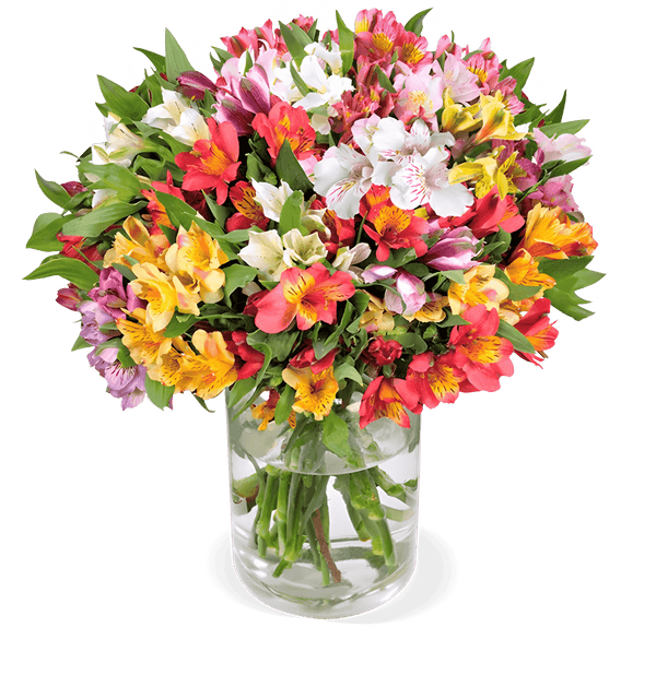 20 Inkalilien mit bis zu 100 Blüten