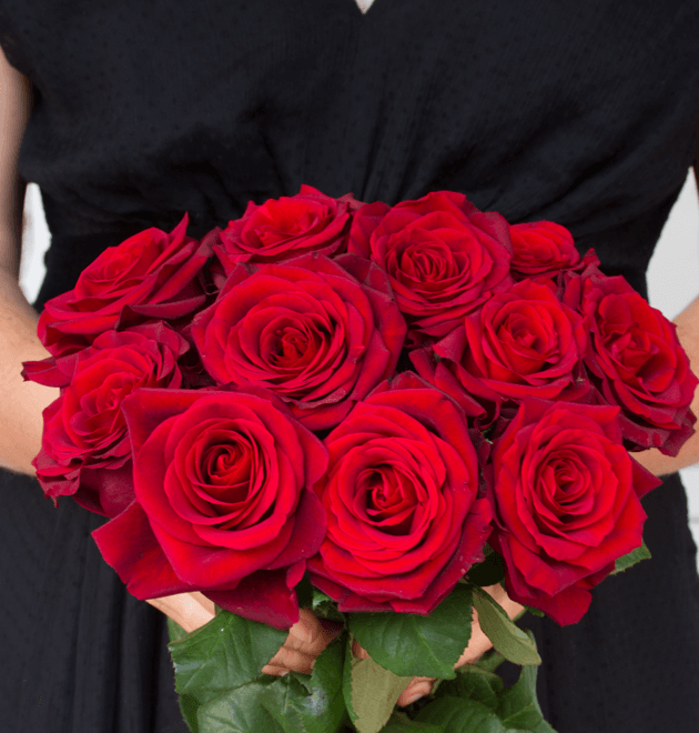 20 Premium Rosen "Red Naomi" - Blume Ideal