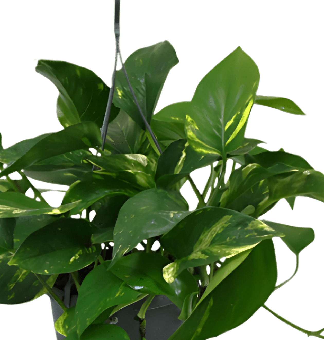 2er - Set Efeutute | Epipremnum aureum | +/ - 30 - 35cm | ø 12 - 15cm Topf - Blume Ideal