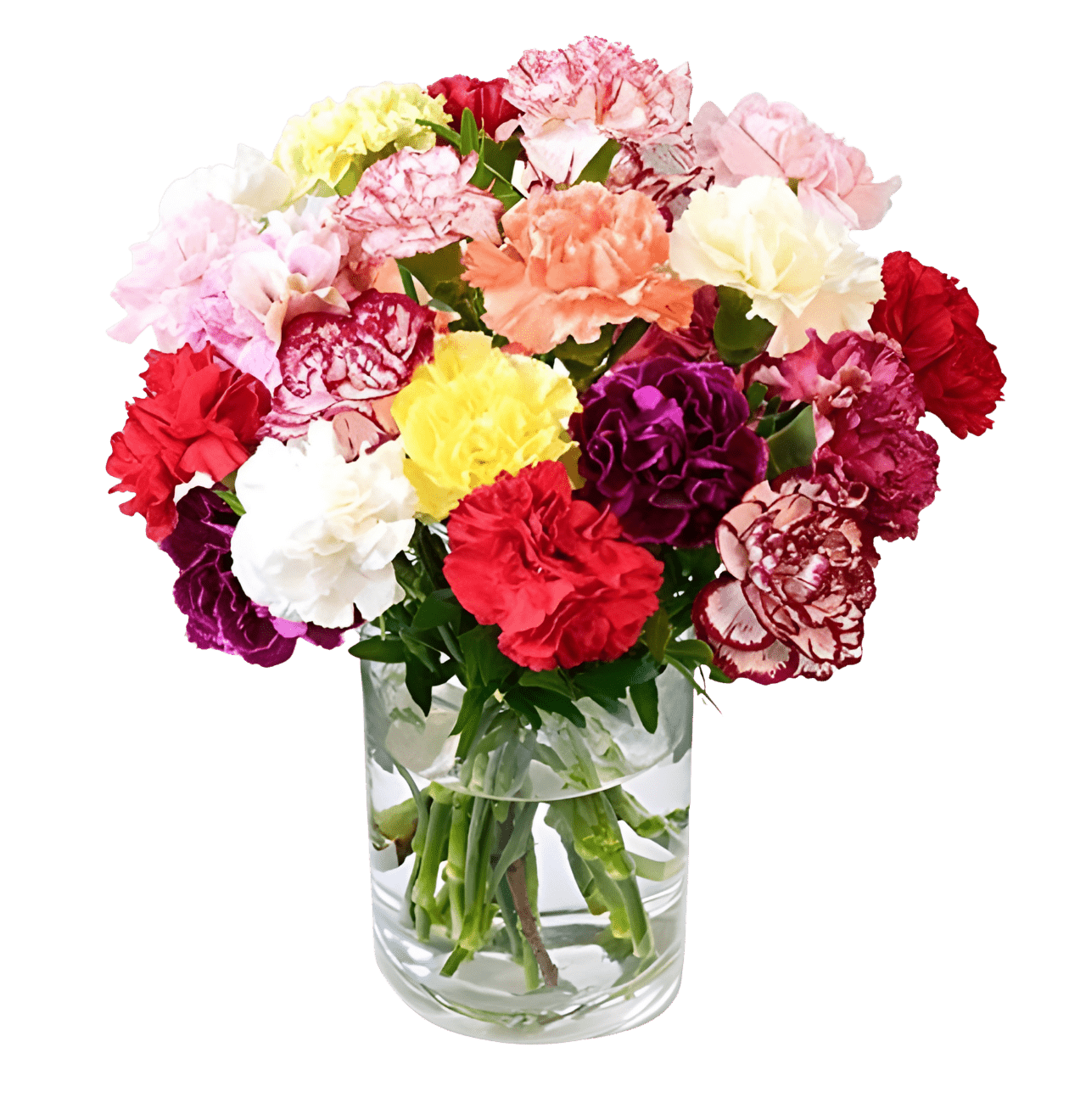 30 bunte Nelken - Blume Ideal