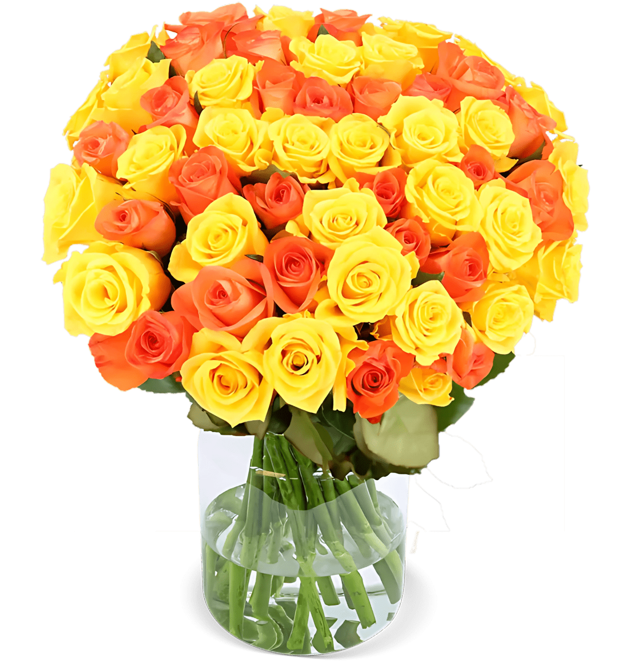 30 gelb orange Rosen - Blume Ideal
