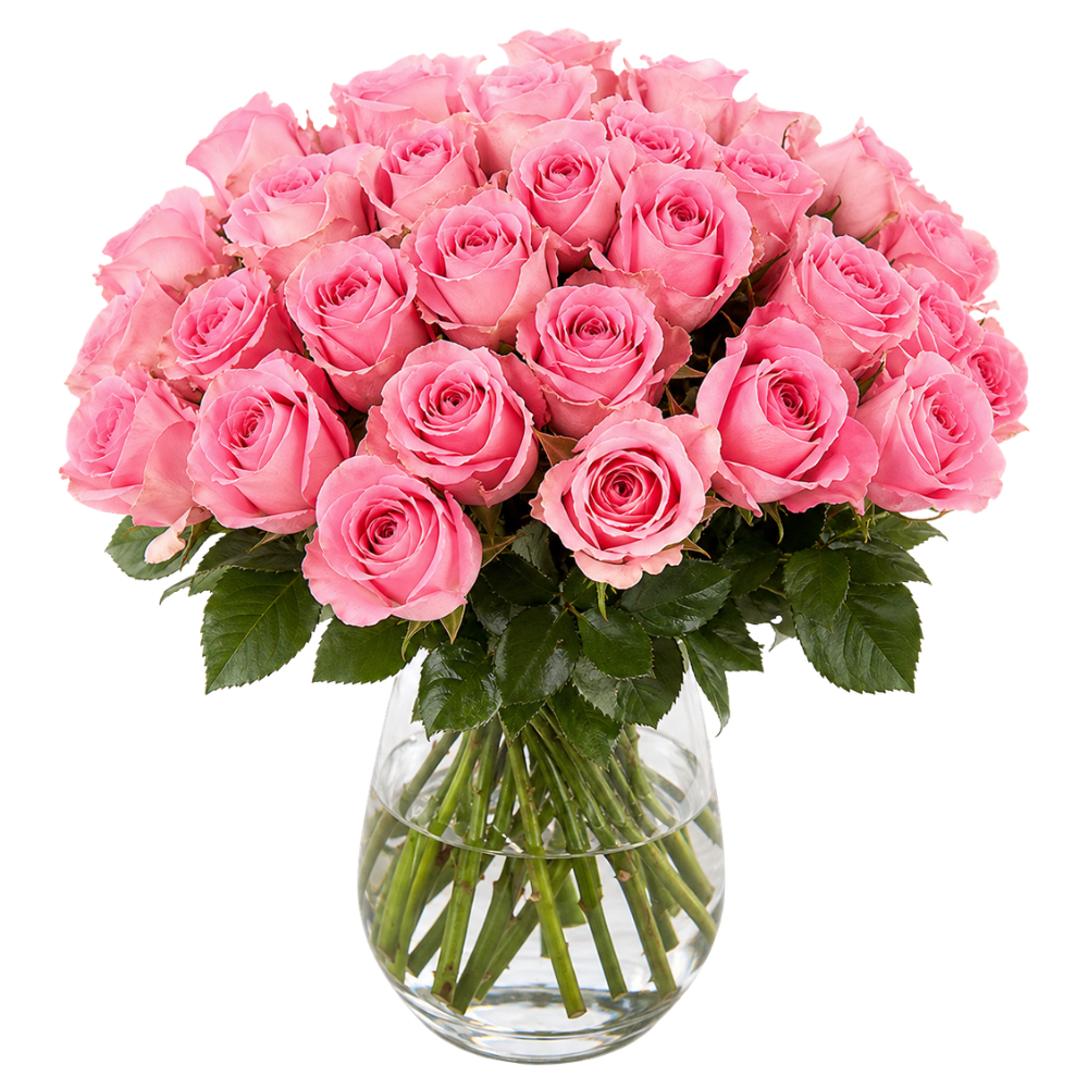 30 pinke Rosen - Blume Ideal