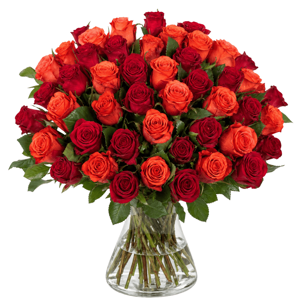 40 Rosen "Trick & Treat" - Blume Ideal