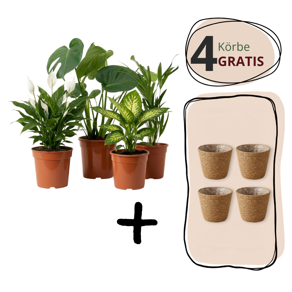 Luchtzuiveraar plantenset | 3-delige set | ca. 40-70 cm | Ø 12-15 cm pot