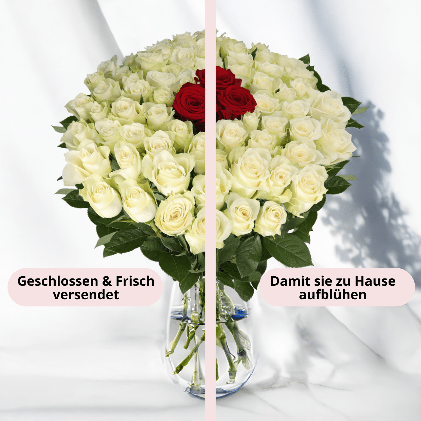 50 Rosen - "Nordlicht" - Blume Ideal