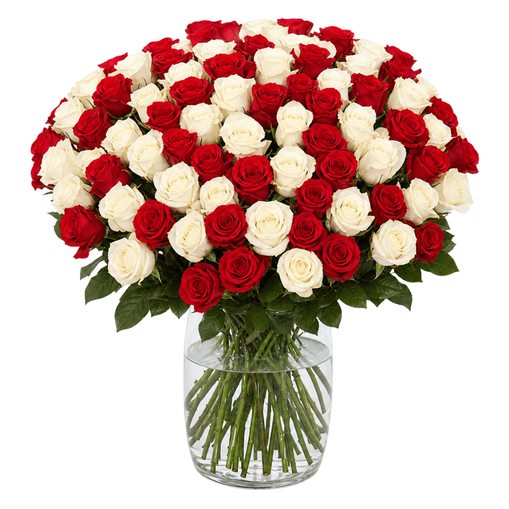 50 Rosen "Sweet Harmony" - Blume Ideal