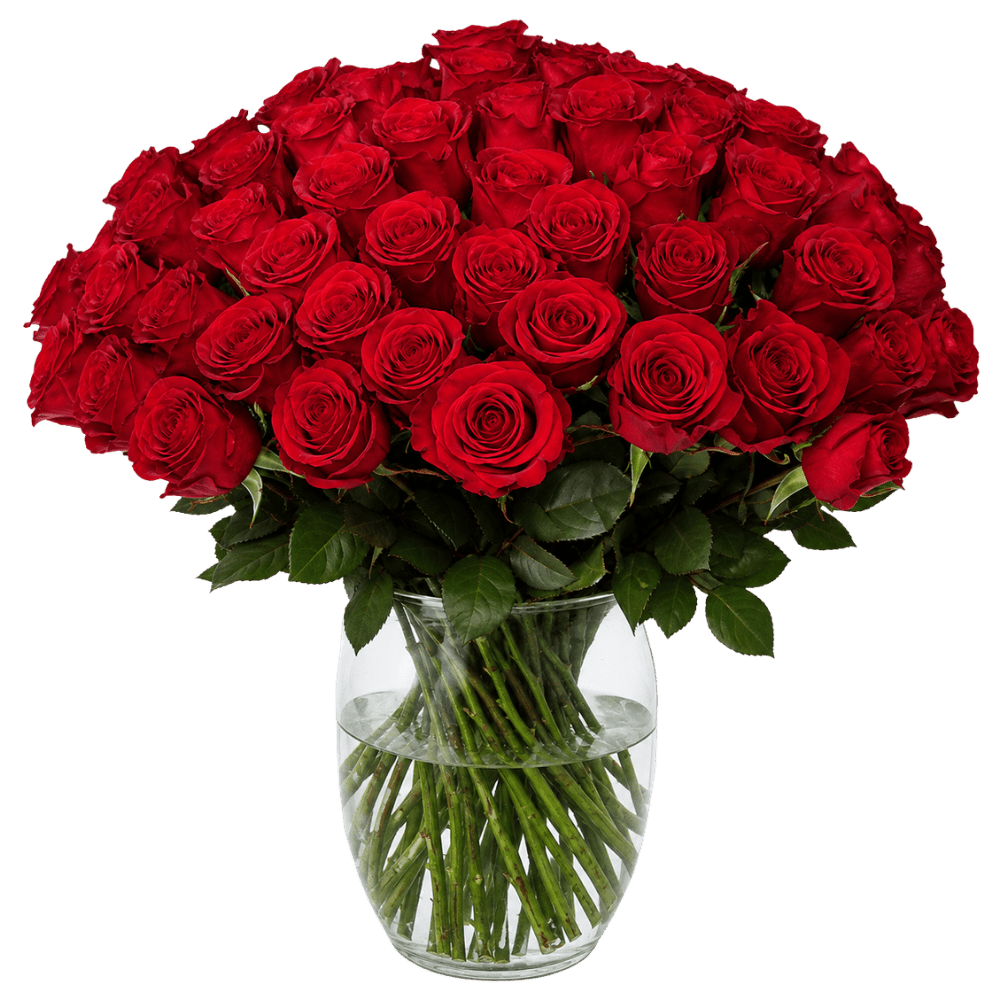 50 rote Rosen - Blume Ideal