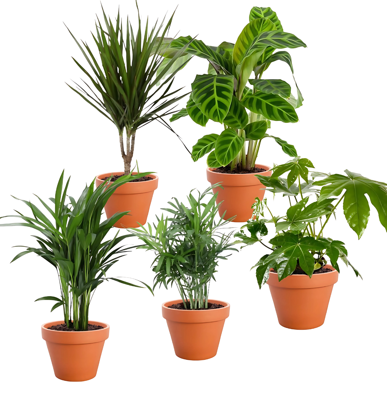 5-delige set "Palmenvrienden" | Goudpalm | Bergpalm | Drakenboom | Pauwenplant | Vingerplant | +/- 40-55cm | ø 12-15cm pot