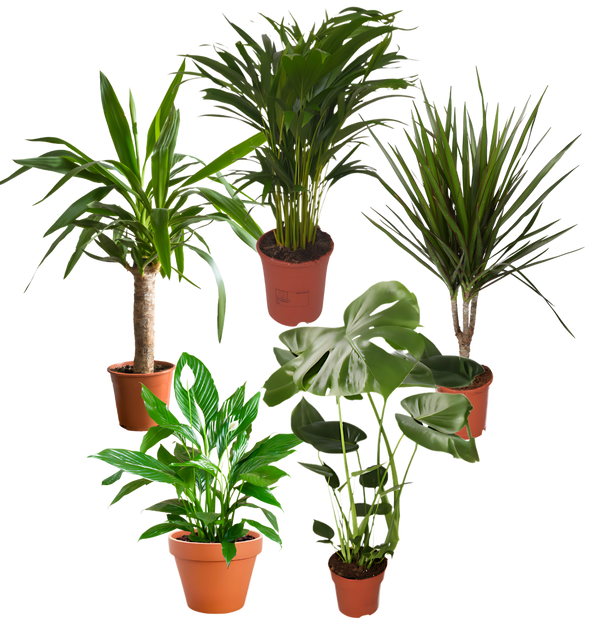 5er-Set | Monstera | Drachenbaum | Palmlilie | Goldfruchtpalme | Einblatt | +/- 45-70cm | ø 12-15cm Topf