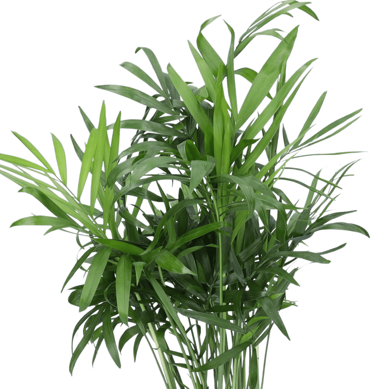 5er - Set "Palmenfreunde" | Goldfruchtpalme | Bergpalme | Drachenbaum | Korbmarante | Zimmeraralie | +/ - 40 - 55cm | ø 12 - 15cm Topf - Blume Ideal