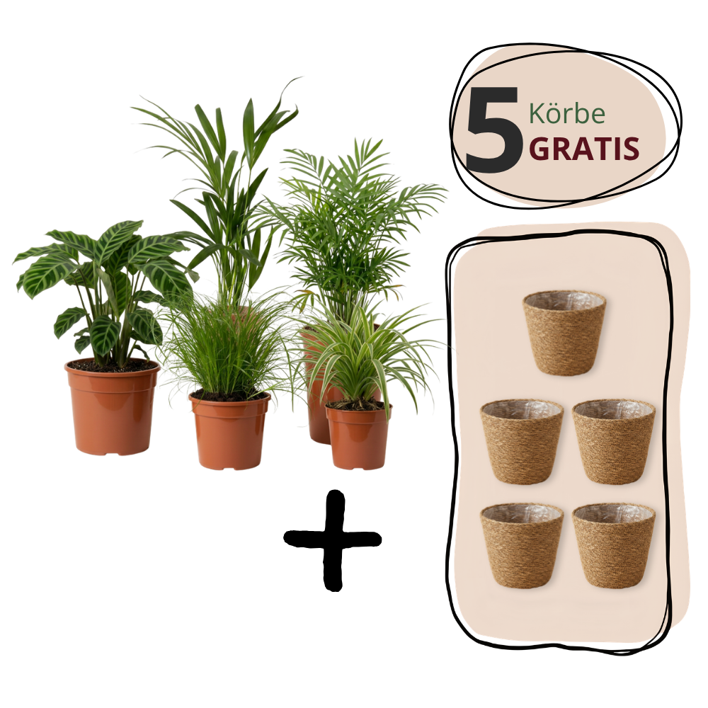 Plantenset "Katzenliefhebber" | 4-delige set | ca. 30-45 cm | Ø 12-15 cm pot