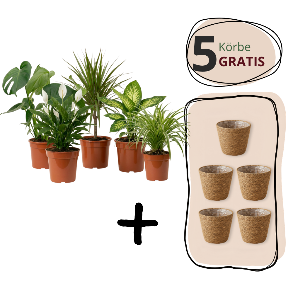 Luchtzuiveraar plantenset | 3-delige set | ca. 40-70 cm | Ø 12-15 cm pot