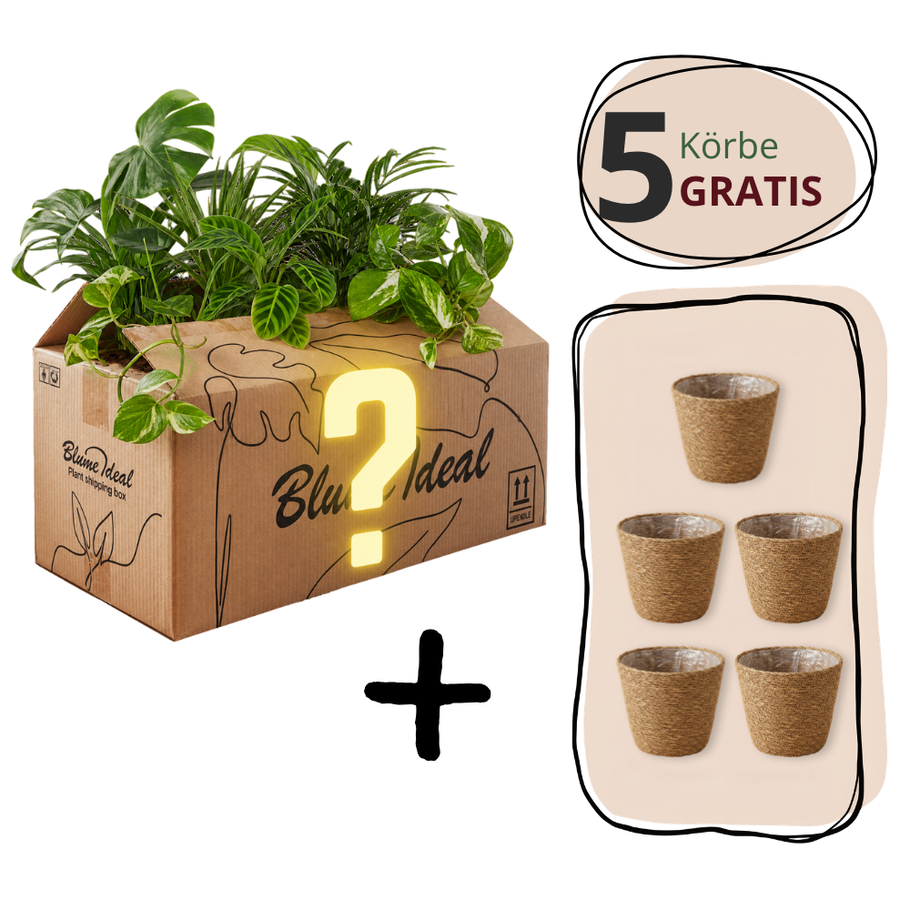 6-delige set "Mystery Box"