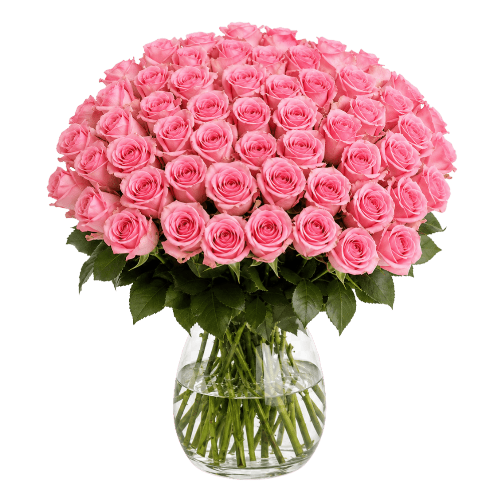 60 pinke Rosen - Blume Ideal