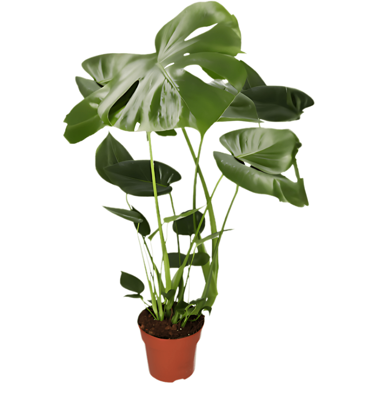 6er - Set “EasyCare” | Monstera | Bogenhanf | Efeutute | Grünlilie | Affenblatt | Goldfruchtpalme | +/ - 30 - 60cm | ø 12 - 15cm Topf - Blume Ideal