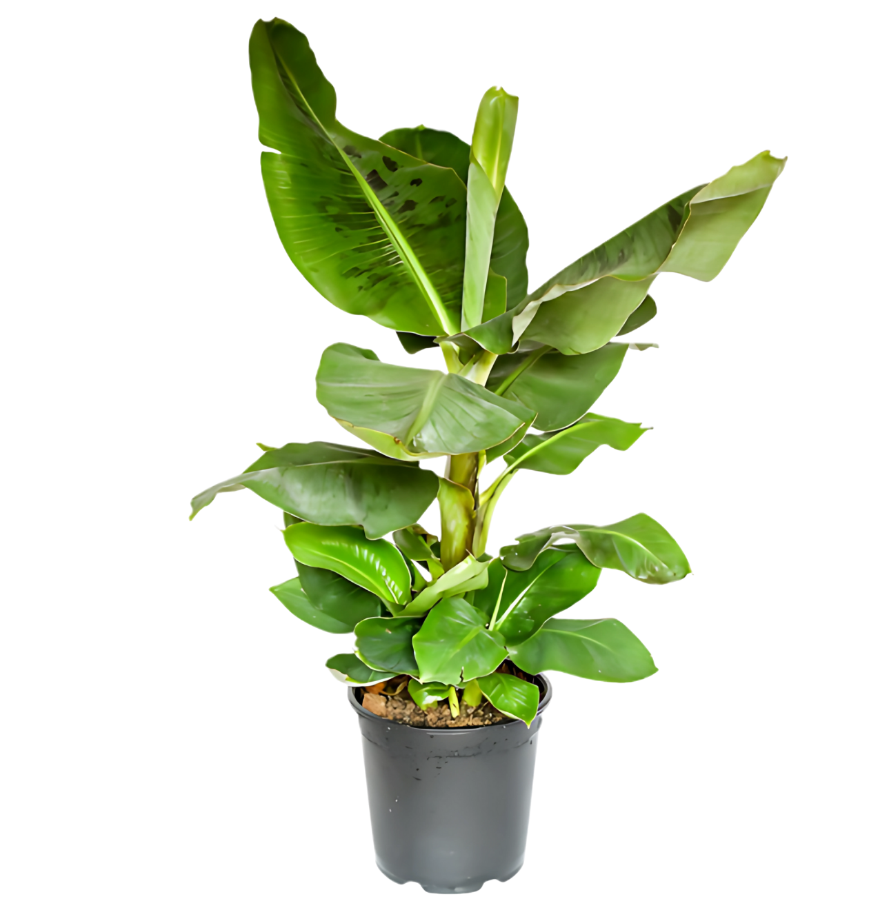 6er - Set “Exotica” | Bananenpflanze | Korbmarante | Affenblatt | Efeutute | Bogenhanf | Monstera | +/ - 25 - 50cm | ø 12 - 15cm Topf - Blume Ideal