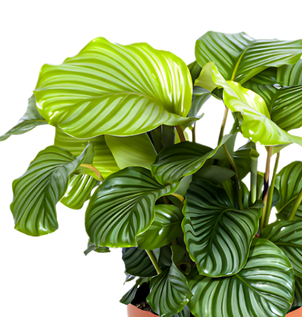 6er - Set “Katzenliebhaber” | Katzengras | Bergpalme | Goldfruchtpalme | Grünlilie | Calathea | Glückskastanie | +/ - 30 - 45cm | ø 12 - 15cm Topf - Blume Ideal