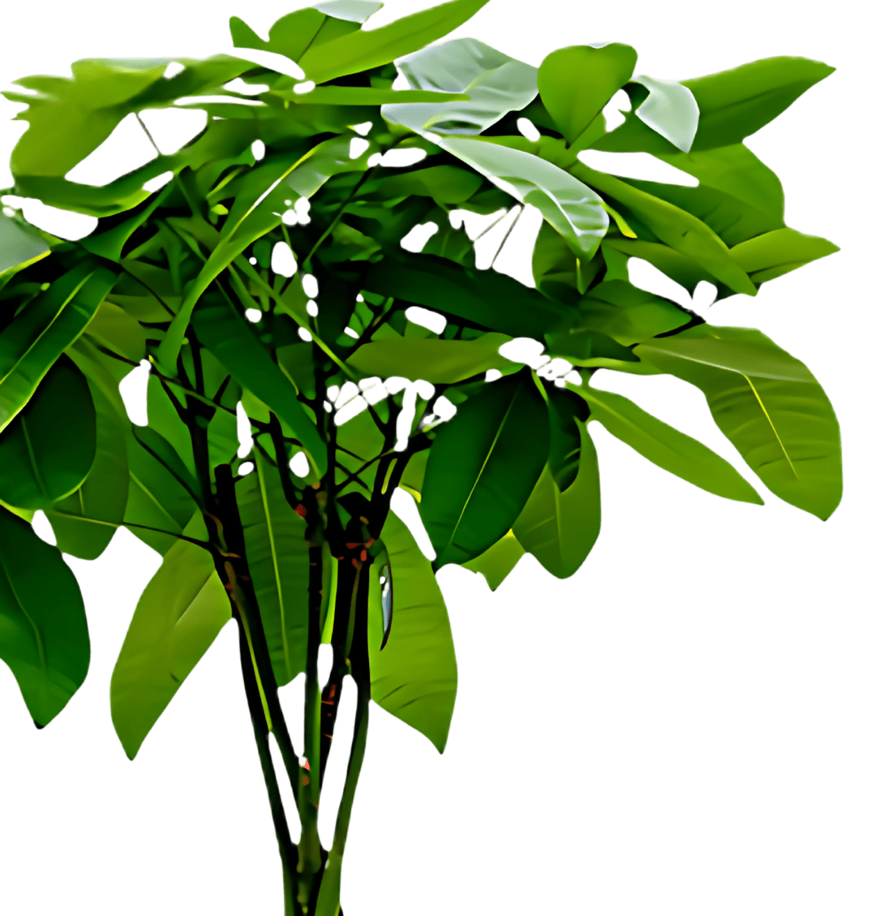 6er - Set “Katzenliebhaber” | Katzengras | Bergpalme | Goldfruchtpalme | Grünlilie | Calathea | Glückskastanie | +/ - 30 - 45cm | ø 12 - 15cm Topf - Blume Ideal