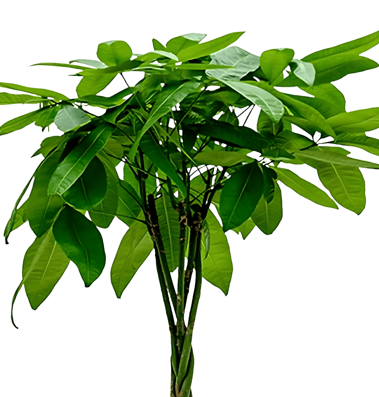 6er - Set “Tierfreund” | Bergpalme | Bananenpflanze | Goldfruchtpalme | Grünlilie | Korbmarante | Glückskastanie | +/ - 30 - 60cm | ø 12 - 15cm Topf - Blume Ideal