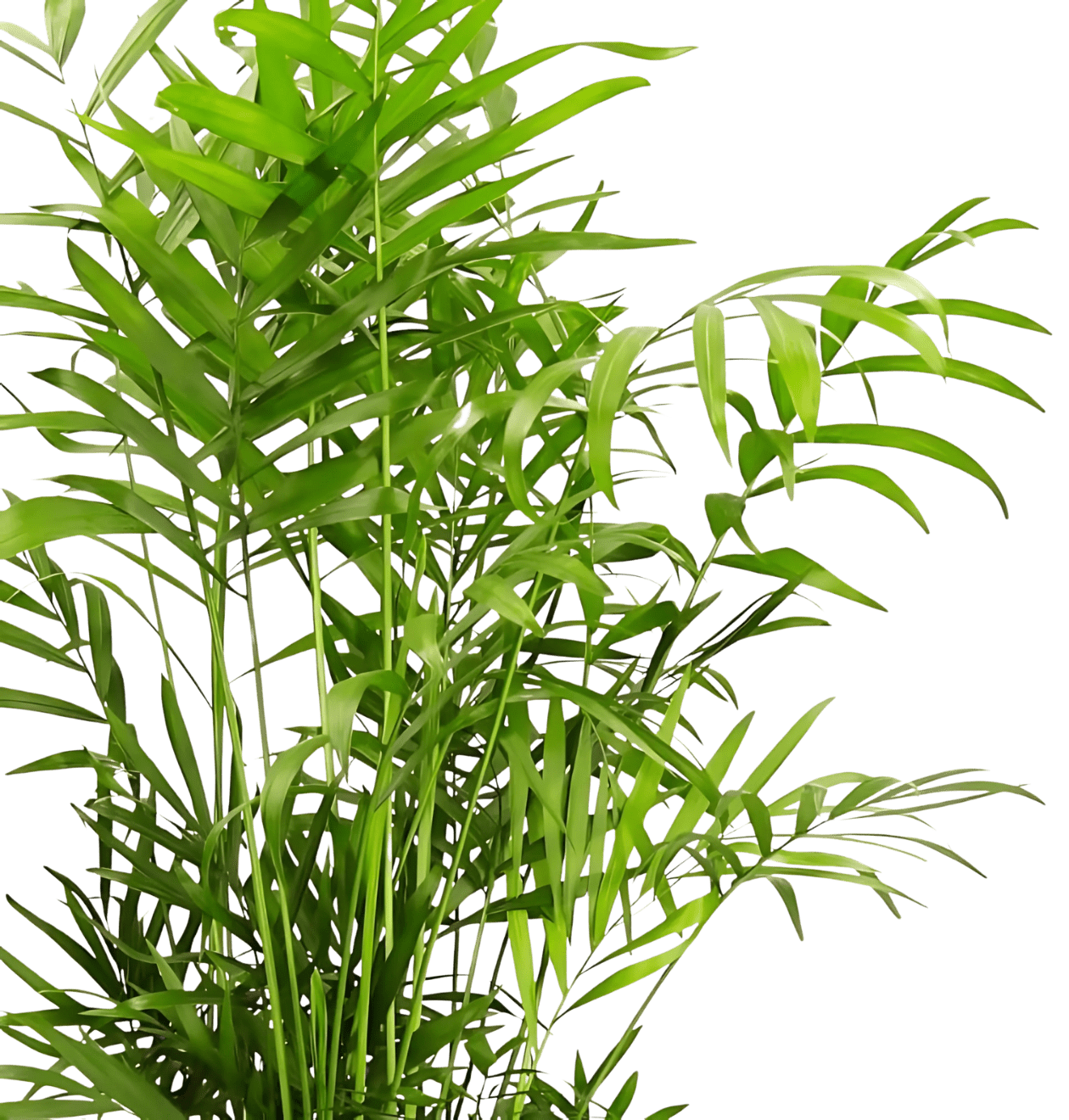 6er - Set “Tierfreund” | Bergpalme | Bananenpflanze | Goldfruchtpalme | Grünlilie | Korbmarante | Glückskastanie | +/ - 30 - 60cm | ø 12 - 15cm Topf - Blume Ideal