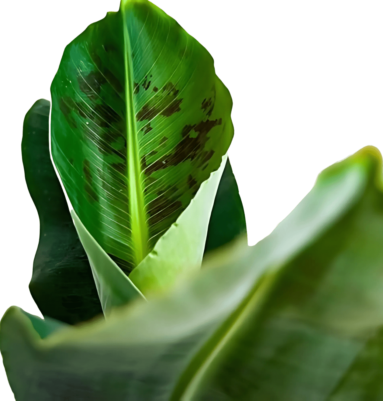 6er - Set “Tierfreund” | Bergpalme | Bananenpflanze | Goldfruchtpalme | Grünlilie | Korbmarante | Glückskastanie | +/ - 30 - 60cm | ø 12 - 15cm Topf - Blume Ideal
