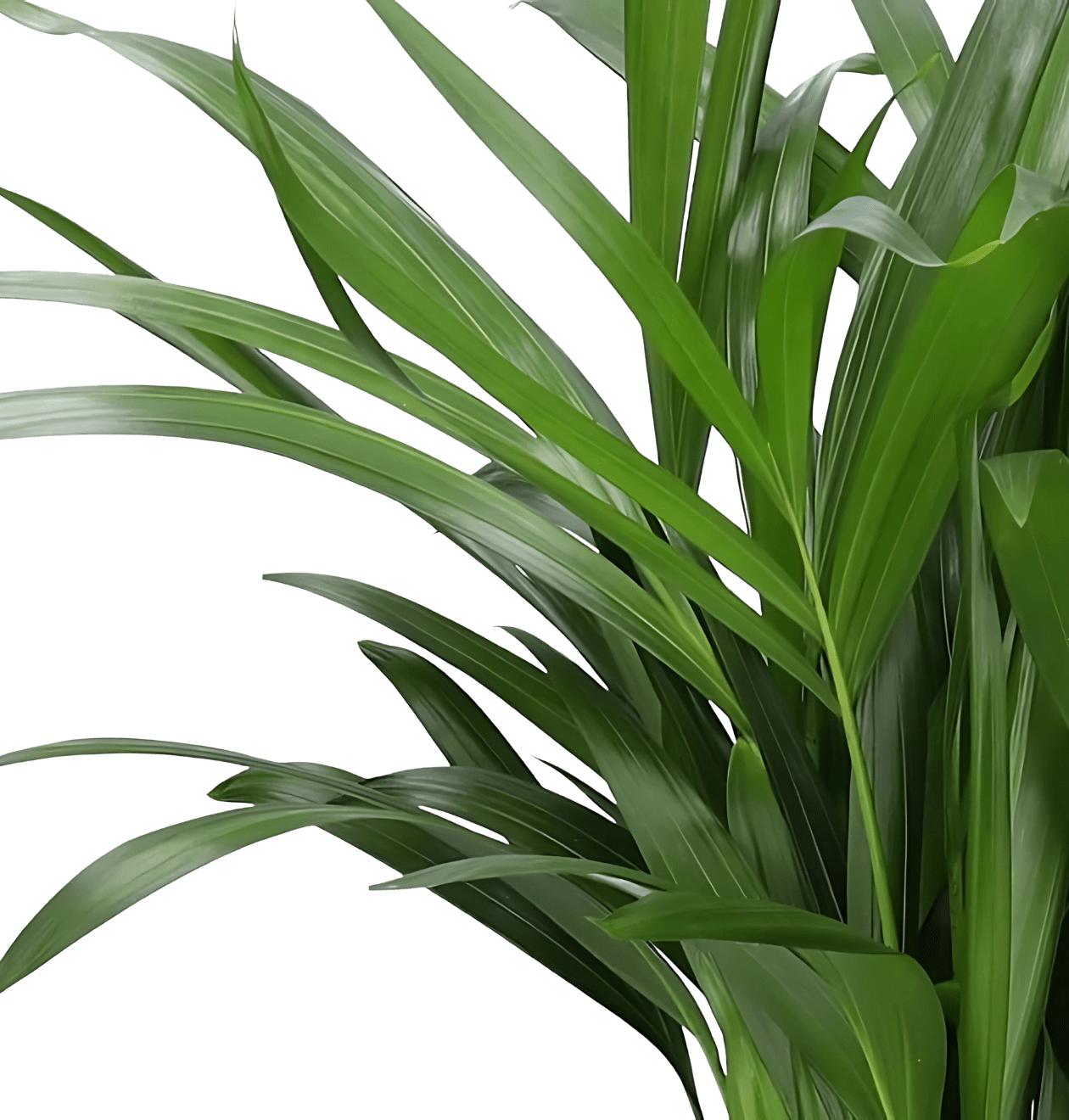 6er - Set “Tierfreund” | Bergpalme | Bananenpflanze | Goldfruchtpalme | Grünlilie | Korbmarante | Glückskastanie | +/ - 30 - 60cm | ø 12 - 15cm Topf - Blume Ideal