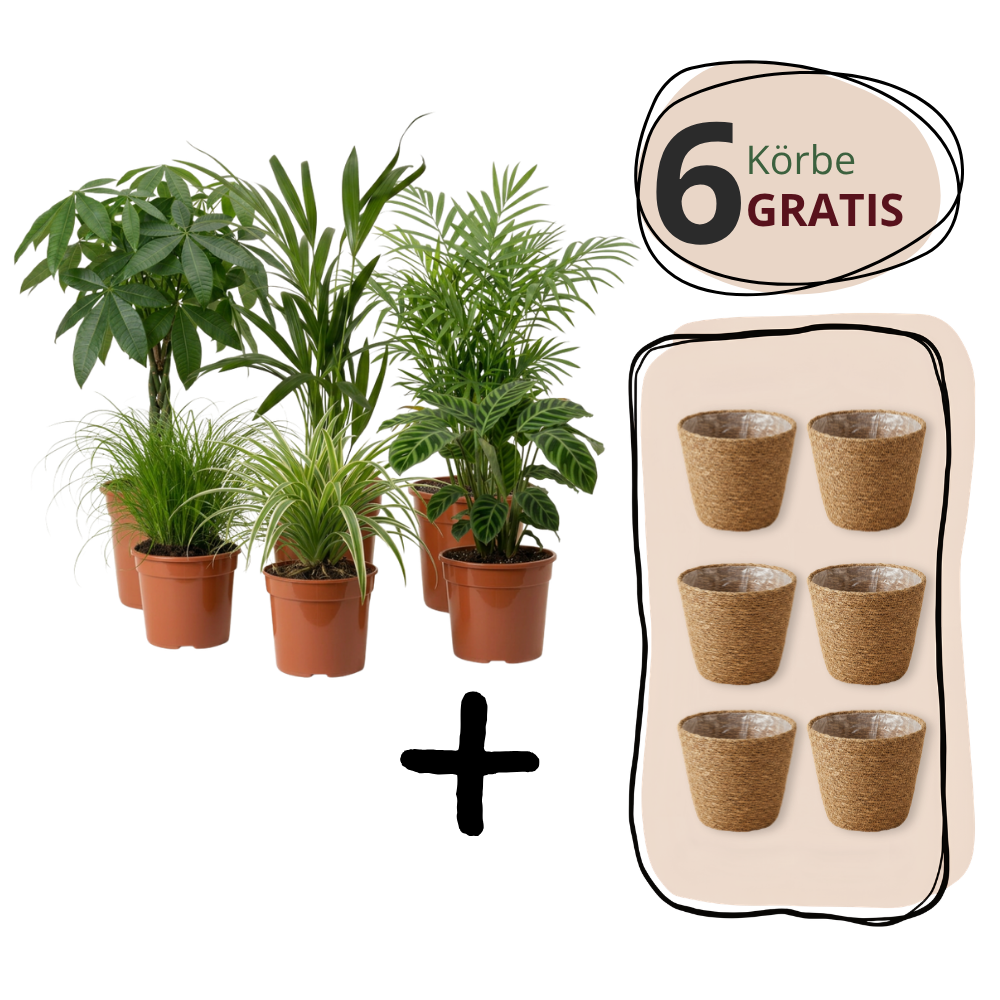 Plantenset "Katzenliefhebber" | 4-delige set | ca. 30-45 cm | Ø 12-15 cm pot