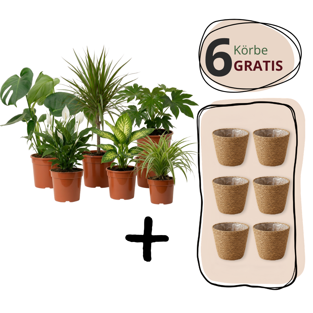 Luchtzuiveraar plantenset | 3-delige set | ca. 40-70 cm | Ø 12-15 cm pot