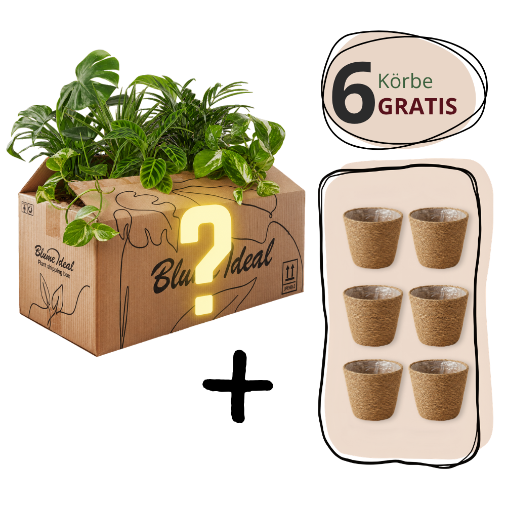 6-delige set "Mystery Box"