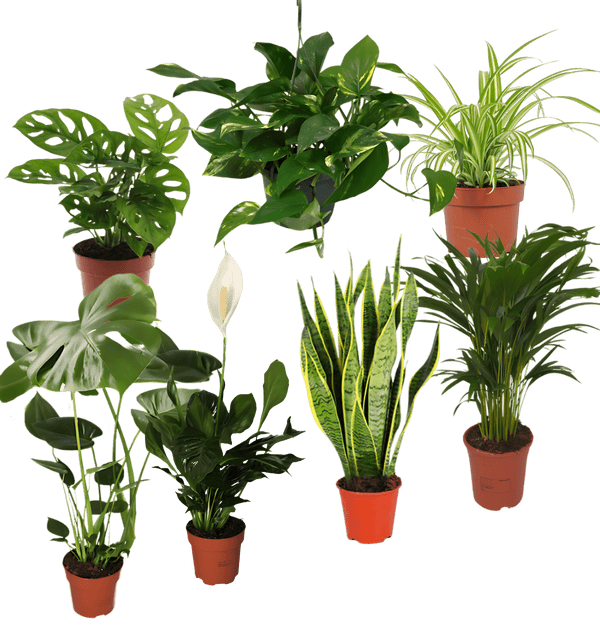 "EasyCare" plantenset | 7-delig | ca. 30-60 cm | Ø 12-15 cm pot