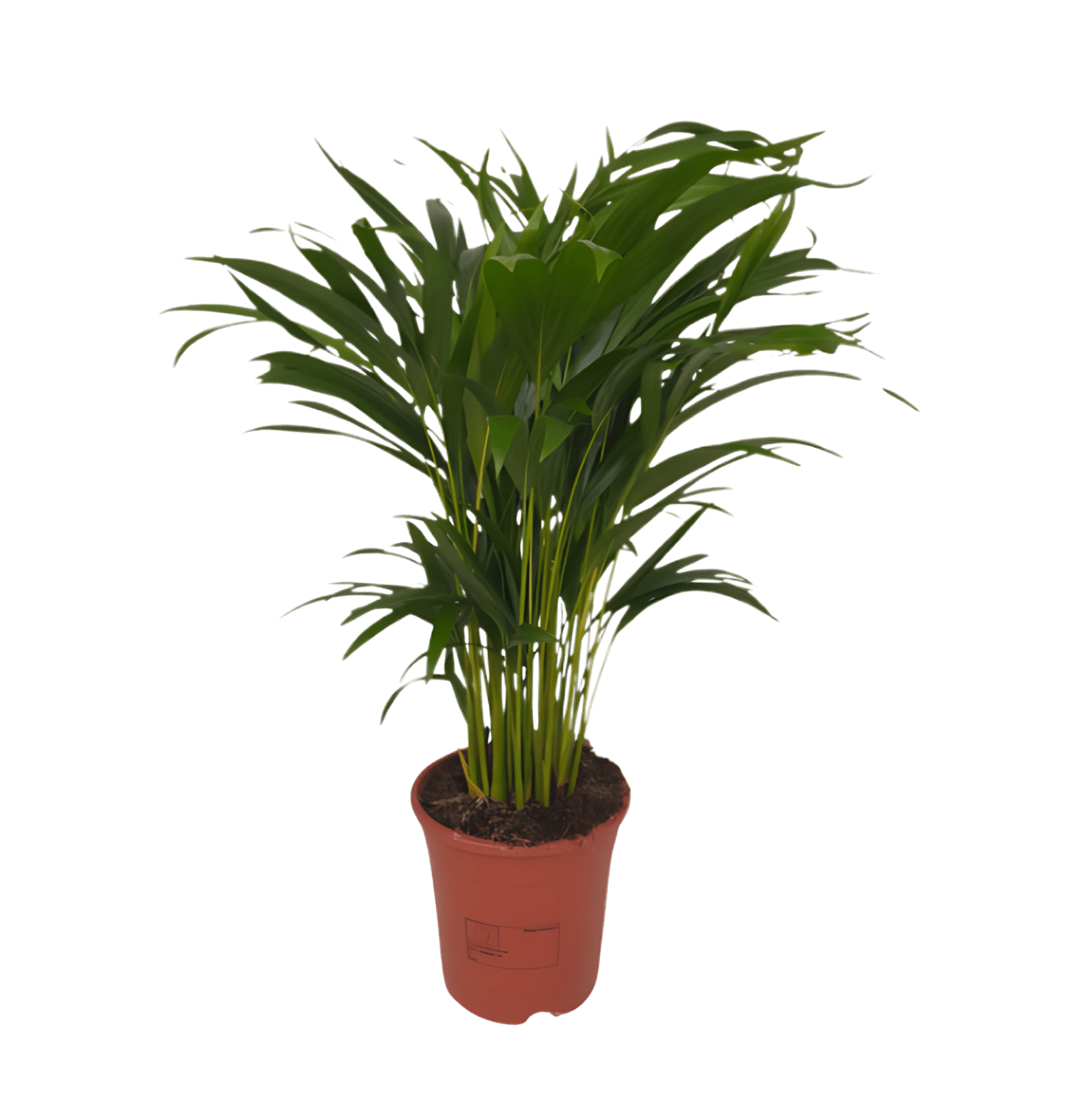 7er - Set “EasyCare” | Monstera | Bogenhanf | Efeutute | Grünlilie | Affenblatt | Goldfruchtpalme | Spathiphyllum | +/ - 30 - 60cm | ø 12 - 15cm Topf - Blume Ideal
