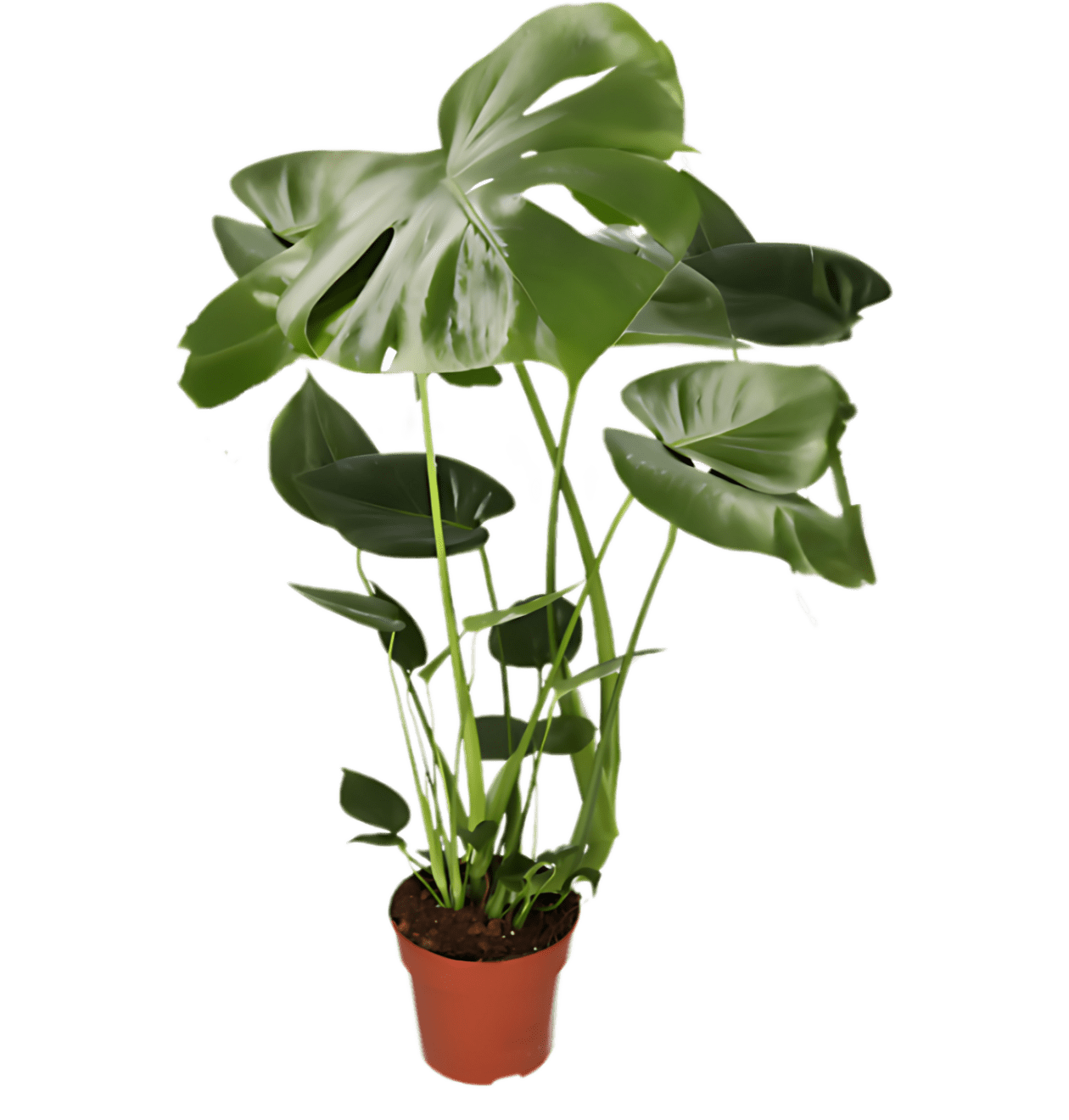 7er Set | Monstera | Einblatt | Dieffenbachie | Drachenbaum | Korbmarante | Goldfruchtpalme | Zimmerzypresse | +/ - 40 - 60cm | ø 12 - 15cm Topf - Blume Ideal