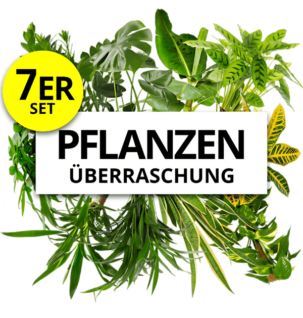 Pflanzenüberraschung | 7er-Set | ca. 30-70 cm | Ø 12-15 cm Topf