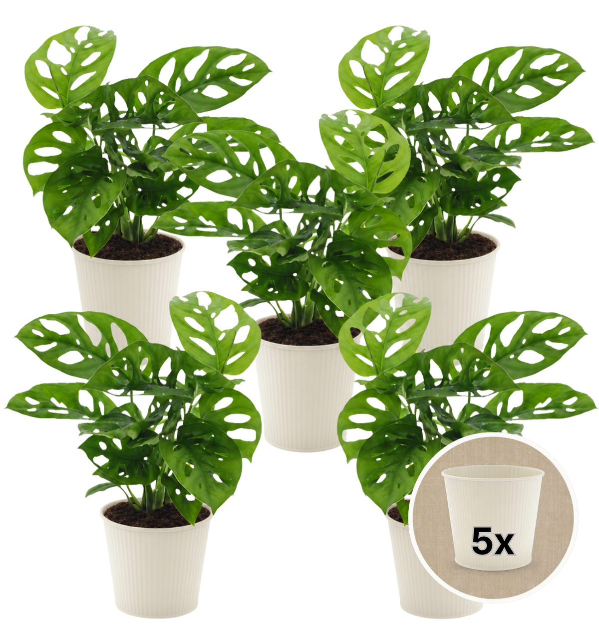 Monstera adansonii + 5x Cremefarbener Zinktopf | 5er-Set | Monkey Leaf | ca. 25-30 cm | Ø 12-15 cm Topf