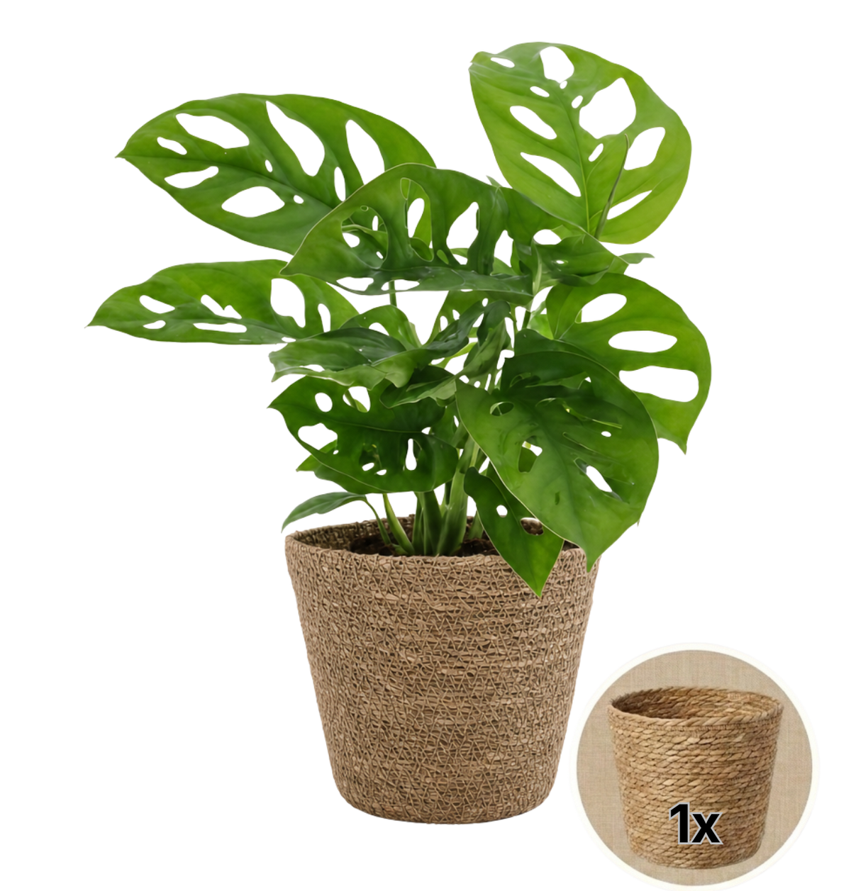 Monstera adansonii + 1x Seegraskorb | Monkey Leaf | ca. 25-30 cm | Ø 12-15 cm Topf