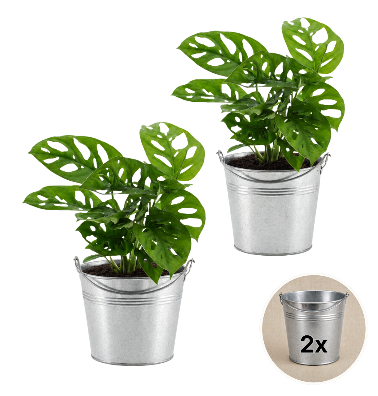 Monstera adansonii + Zinktopf | 2er-Set | Monkey Leaf | ca. 25-30 cm | Ø 12-15 cm Topf