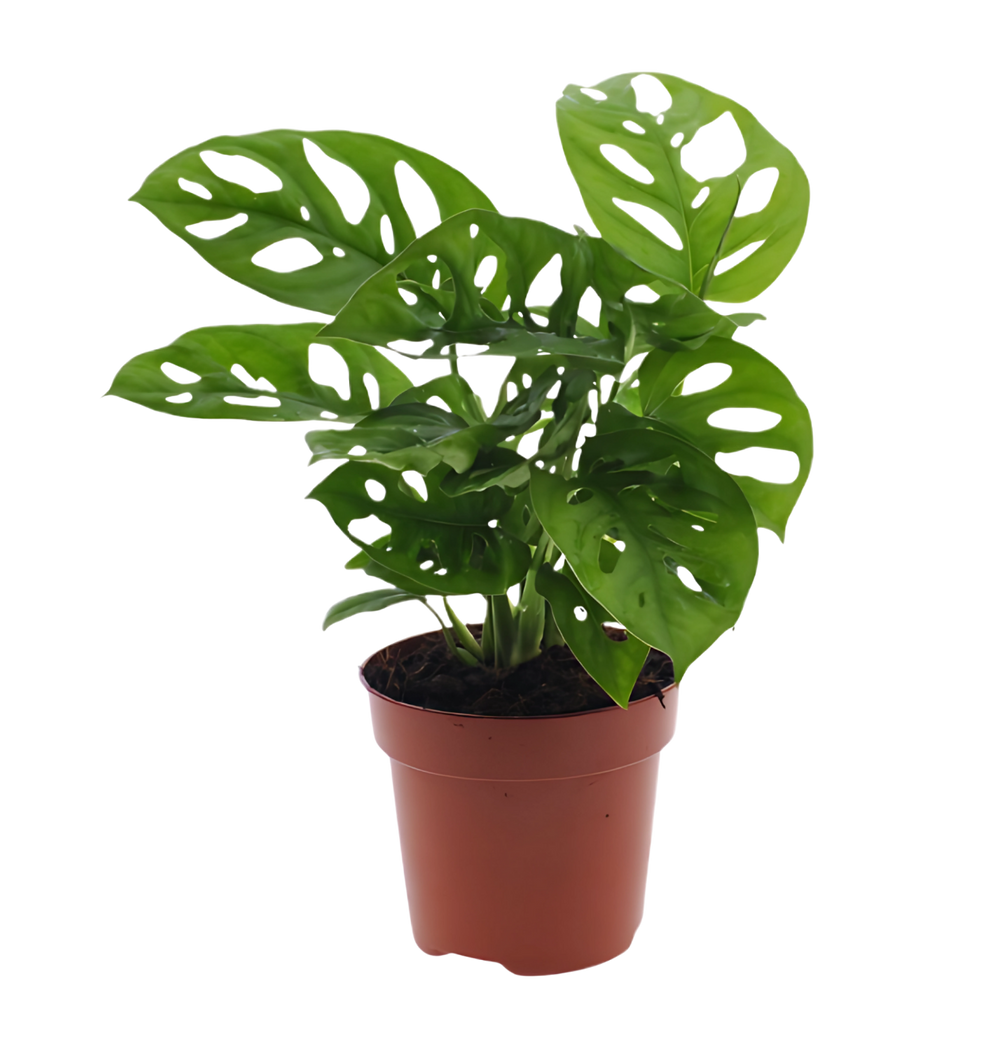Monstera adansonii | Gatenplant | ca. 25-30 cm | Ø 12-15 cm pot