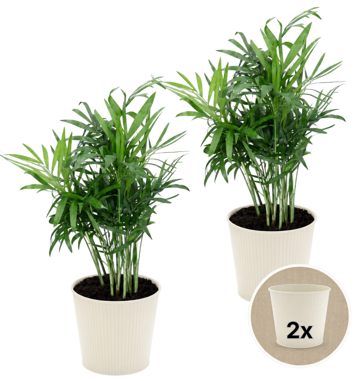 Bergpalme + 2x Cremefarbener Zinktopf | 2er-Set | Chamaedorea elegans | ca. 40-45 cm | Ø 12-15 cm Topf
