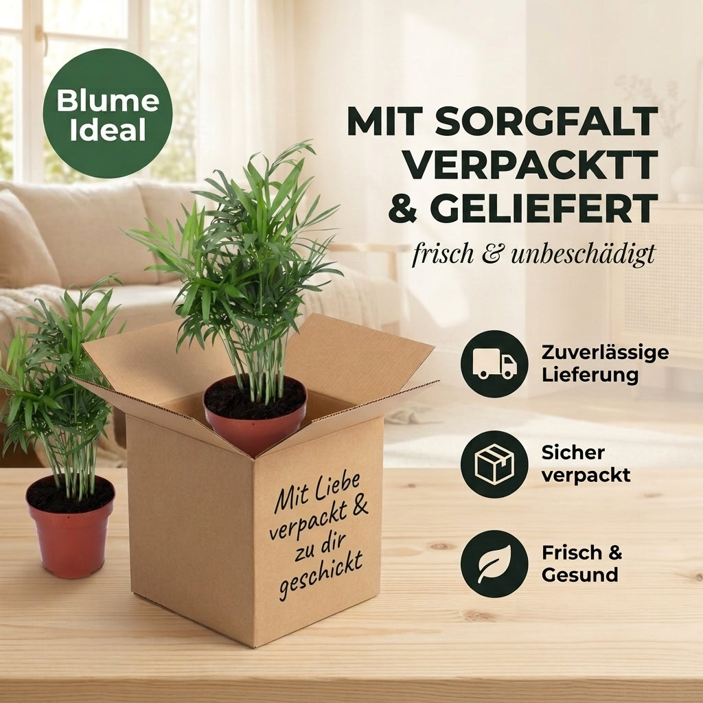 Bergpalme + 2x Zinktopf | 2er-Set | Chamaedorea elegans | ca. 40-45 cm | Ø 12-15 cm Topf