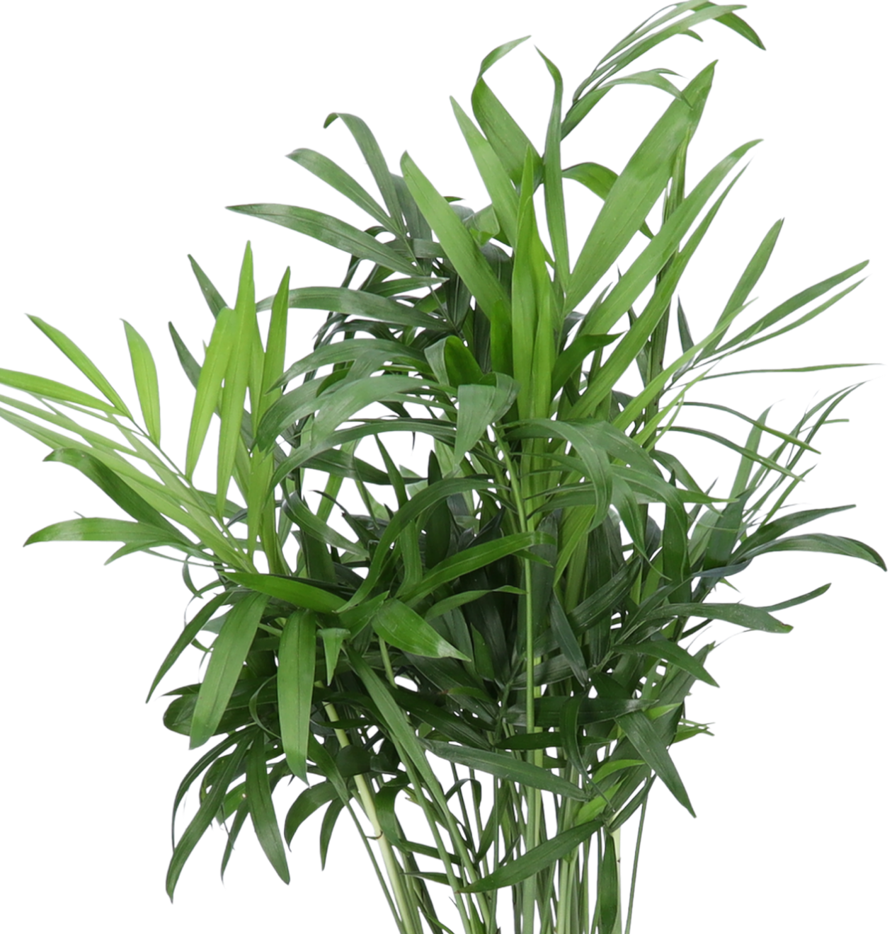 Bergpalm | 2-delige set | Chamaedorea elegans | ca. 40-45 cm | Ø 12-15 cm pot