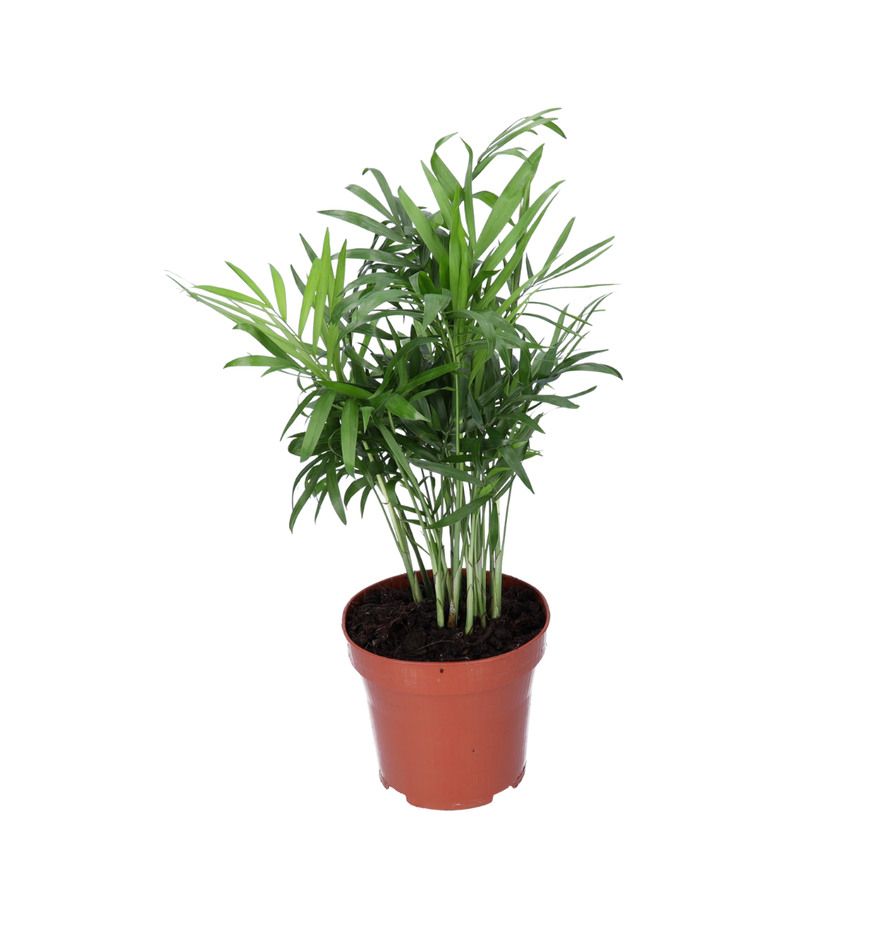 Bergpalm | 2-delige set | Chamaedorea elegans | ca. 40-45 cm | Ø 12-15 cm pot