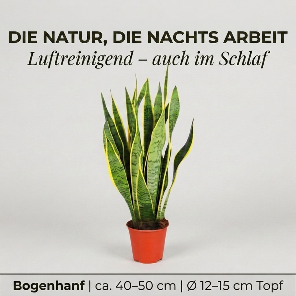 Bogenhanf + 2x Cremefarbener Zinktopf | 2er-Set | Sansevieria | ca. 40-50 cm | Ø 12-15 cm Topf